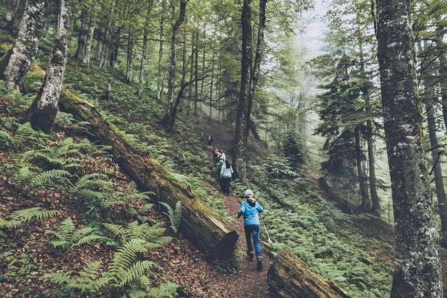 Wanderung im Lammertaler Urwald